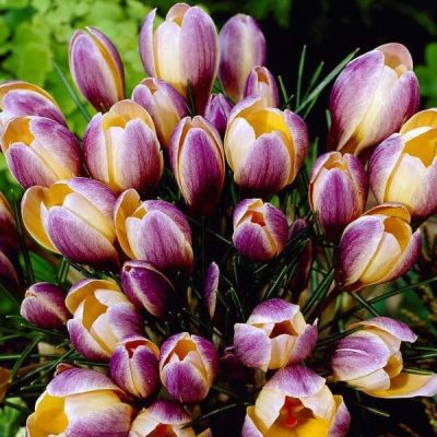 Крокус Адванс за рубль Крокус Адванс за рубль фото