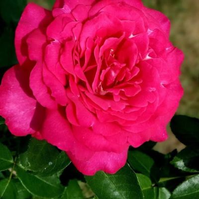 Роза Веласкес Роза Веласкес - Dolina-Sad.Ru