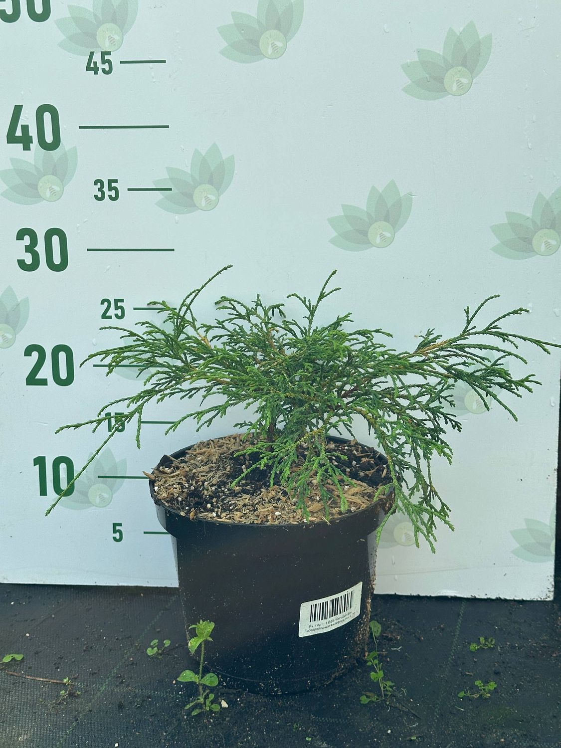 Кипарисовик Горохоплодный Филифера Нана, С3 Кипарисовик Горохоплодный Филифера Нана, С3 - Dolina-Sad.Ru