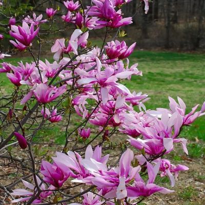 Магнолия Бетти фото