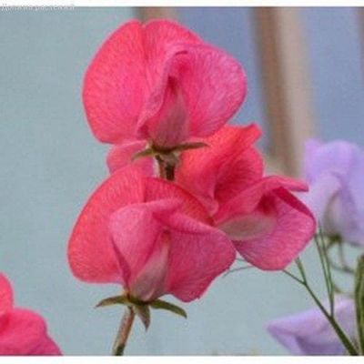 Душистый горошек Эвелин Душистый горошек Эвелин фото