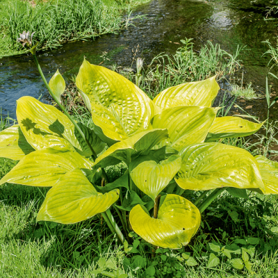 Хоста Сам энд Сабстенс Хоста Сам энд Сабстенс фото