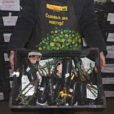 Роза Свит Хоней Роза Свит Хоней фото