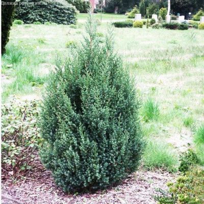 Можжевельник китайский Стрикта, С3 - Dolina-Sad.Ru
