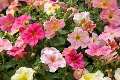 Петуния Дольче Трио F1 Петуния Дольче Трио F1 фото