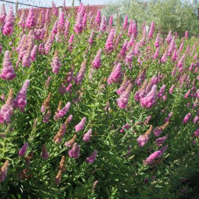 Спирея Дуглас, С3 - Dolina-Sad.Ru