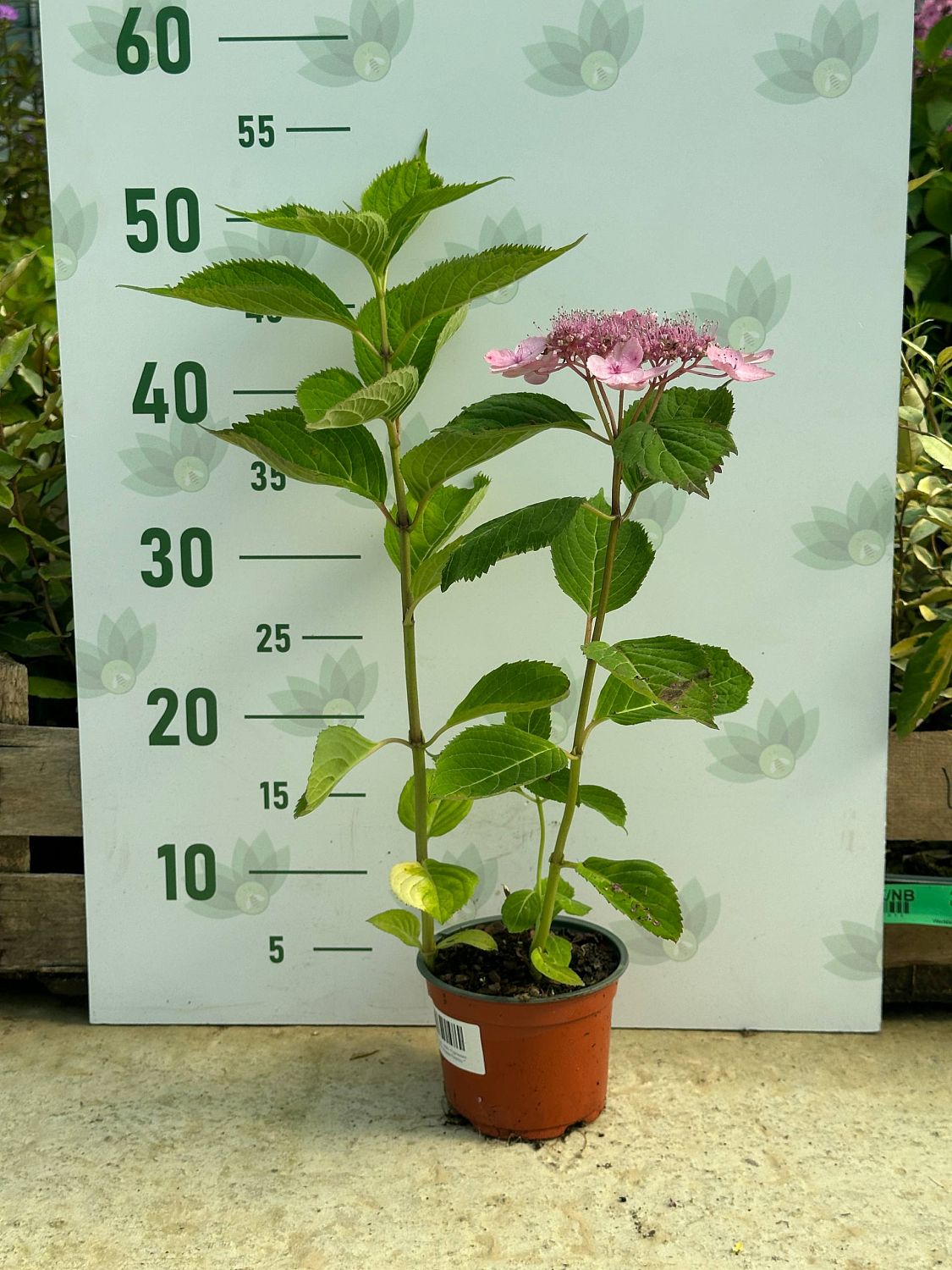 Гортензия пильчатая Мэджик Пиллоу - Dolina-Sad.Ru