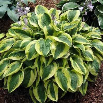 Хоста Брим кап Хоста Брим кап фото