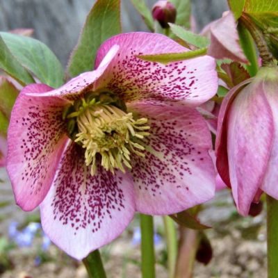 Морозник Монтсегур - Dolina-Sad.Ru