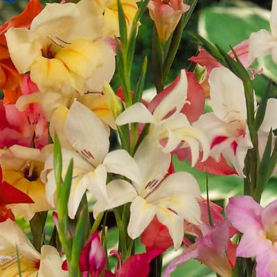 Гладиолус Дварф Микс Колорс Гладиолус Дварф Микс Колорс - Dolina-Sad.Ru