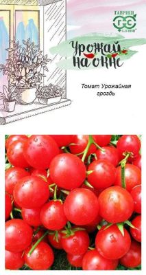 Томат Урожайная гроздь F1 "Урожай на окне" фото