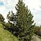 Сосна горная крючковатая, С3 - Dolina-Sad.Ru