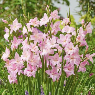 Гладиолус Шарминг Леди Гладиолус Шарминг Леди - Dolina-Sad.Ru