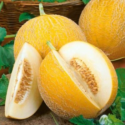 Дыня Млада Дыня Млада фото