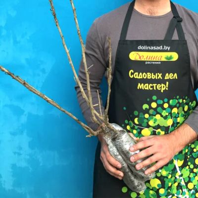 Смородина Голубичка Смородина Голубичка фото