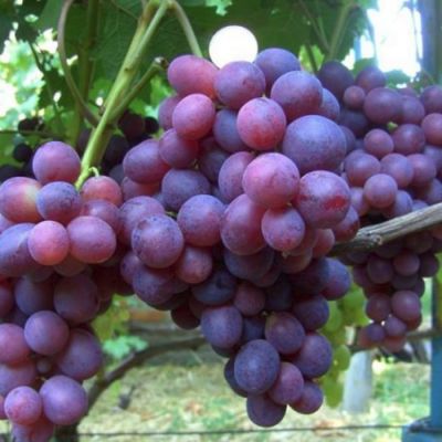 Виноград Подарок Несветая Виноград Подарок Несветая - Dolina-Sad.Ru