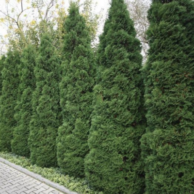 Туя западная Холмструп, С2 - Dolina-Sad.Ru