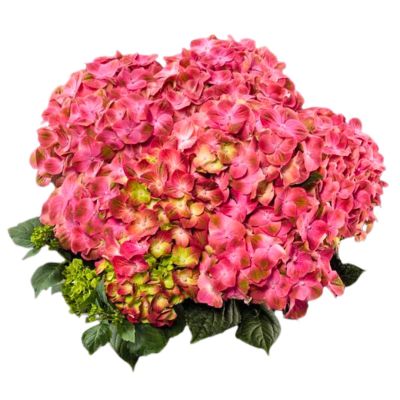 Гортензия крупнолистная Глосси Липс Гортензия крупнолистная Глосси Липс - Dolina-Sad.Ru