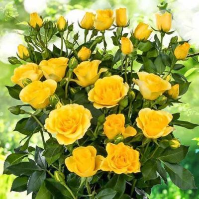 Роза Желтый Спрей Роза Желтый Спрей - Dolina-Sad.Ru