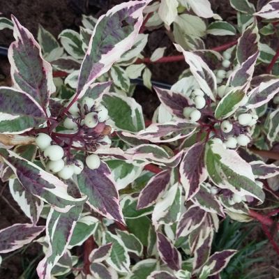 Дерен спорный Вариегата Дерен спорный Вариегата - Dolina-Sad.Ru