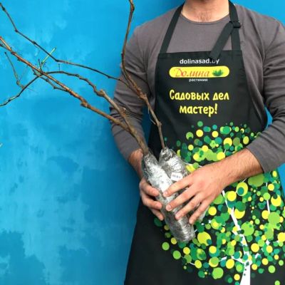 Виноград Кишмиш Лучистый Виноград Кишмиш Лучистый - Dolina-Sad.Ru