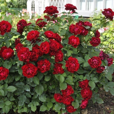 Роза Хоммаж Барбара Роза Хоммаж Барбара фото