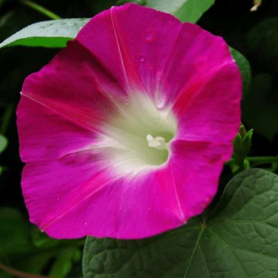 Ипомея Смесь окрасок Ипомея Смесь окрасок фото