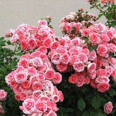 Роза Кимоно фото