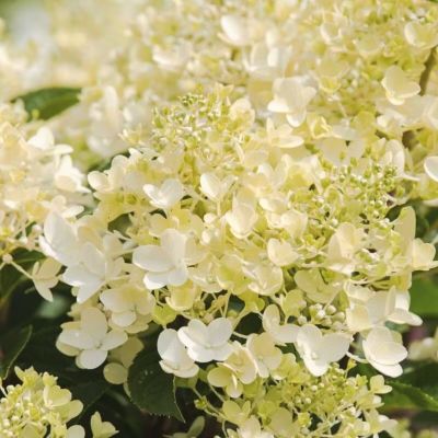 Гортензия метельчатая Милк энд Хани Гортензия метельчатая Милк энд Хани - Dolina-Sad.Ru