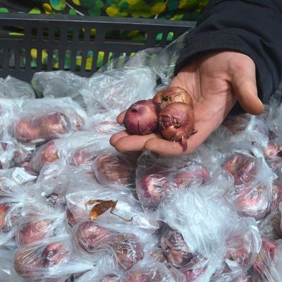 Гладиолус Шарминг Леди Гладиолус Шарминг Леди - Dolina-Sad.Ru