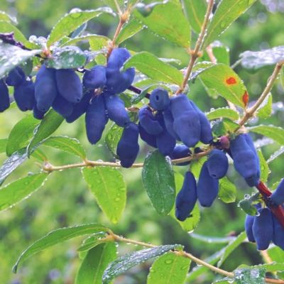 Жимолость Атут Жимолость Атут - Dolina-Sad.Ru