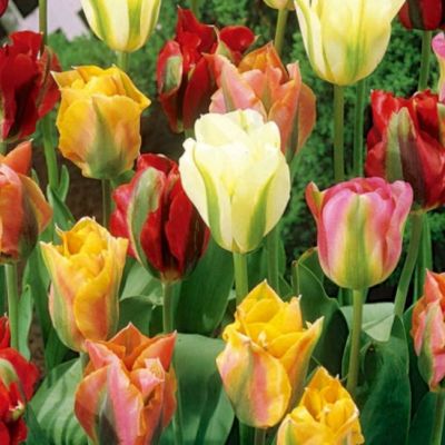 Микс тюльпанов Виридифлора Микс тюльпанов Виридифлора фото