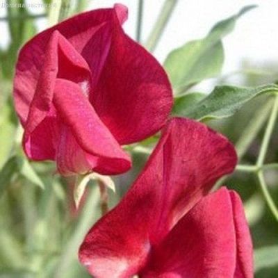 Душистый горошек Роял Фэмили, Красный Душистый горошек Роял Фэмили, Красный фото