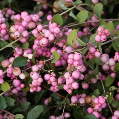 Снежноягодник Доренбоза фото