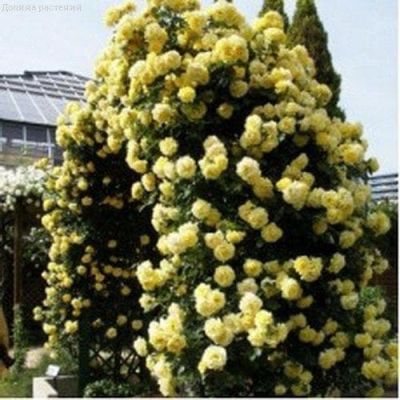 Комплект Роз Голден Парфюм - 3 шт. Комплект Роз Голден Парфюм - 3 шт. фото