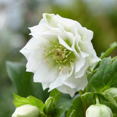 Морозник Дубль Вайт Морозник Дубль Вайт - Dolina-Sad.Ru