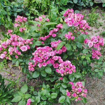 Роза Флешинг Роза Флешинг - Dolina-Sad.Ru