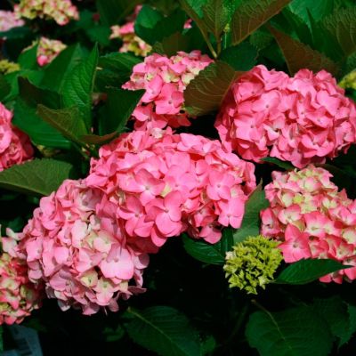 Гортензия крупнолистная Силки Пинк Гортензия крупнолистная Силки Пинк - Dolina-Sad.Ru