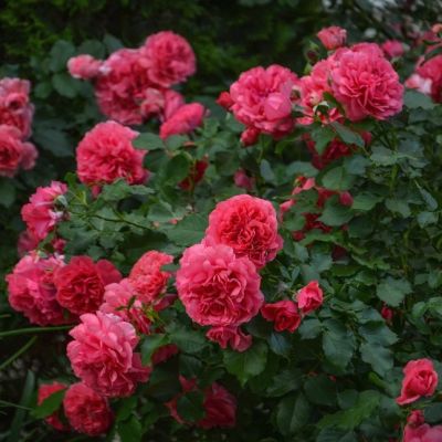 Роза Антик Роза Антик фото