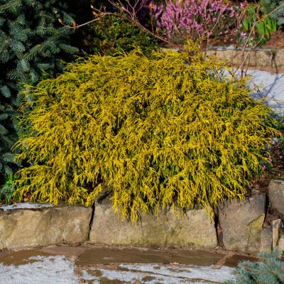 Кипарисовик горохоплодный Филифера Ауреа, С3 Кипарисовик горохоплодный Филифера Ауреа, С3 - Dolina-Sad.Ru