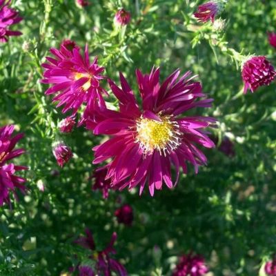 Астра новобельгийская Винсон Чирчил Астра новобельгийская Винсон Чирчил - Dolina-Sad.Ru