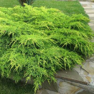 Можжевельник средний Голд Кост, С3 Можжевельник средний Голд Кост, С3 - Dolina-Sad.Ru