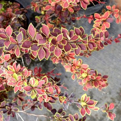 Барбарис Тунберга Коронита Барбарис Тунберга Коронита - Dolina-Sad.Ru