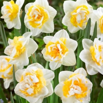 Нарцисс Юник Нарцисс Юник фото