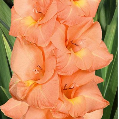 Гладиолус Эста Бонита - Dolina-Sad.Ru