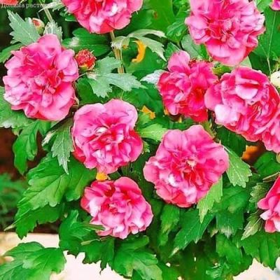 Гибискус сирийский Дюк де Брабант фото