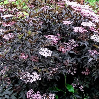 Бузина черная Серенада Бузина черная Серенада - Dolina-Sad.Ru