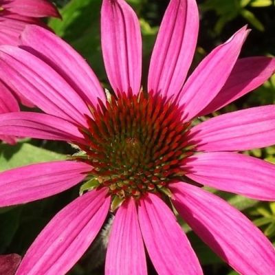 Эхинацея Сенсэйшн Пинк Эхинацея Сенсэйшн Пинк - Dolina-Sad.Ru