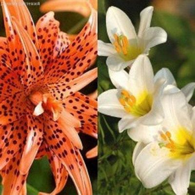 Лилия Флоре Плено + Регале Альбум Лилия Флоре Плено + Регале Альбум фото