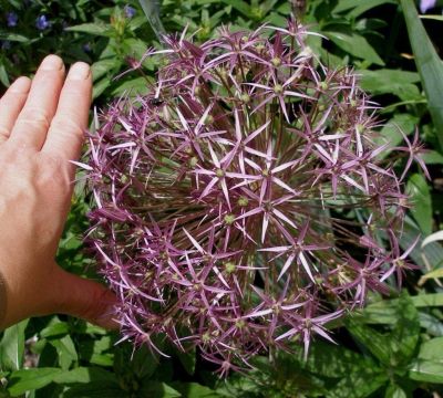 Аллиум Альбопилосум Аллиум Альбопилосум фото